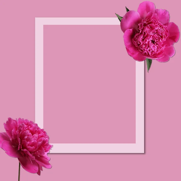 Beautiful fresh pink peony flowers in full bloom on light pink background. Floral flat lay, top view. Copy space for text. Mother's day or Valentine's day card design