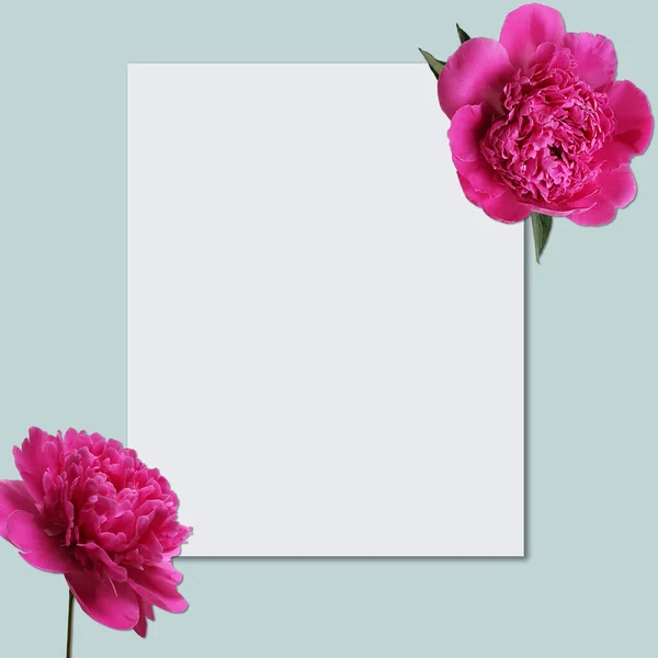 Beautiful fresh pink peony flowers in full bloom on light blue background. Floral flat lay, top view. Copy space for text. Mother's day or Valentine's day card design