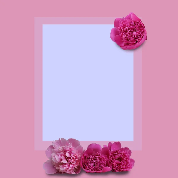 Beautiful fresh pink peony flowers in full bloom on light pink background. Floral flat lay, top view. Copy space for text. Mother's day or Valentine's day card design