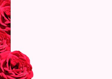 Rose.Rose frame.Red velvet roses in a bunch on a white background.Background abstract made of roses.Vermilion rose.