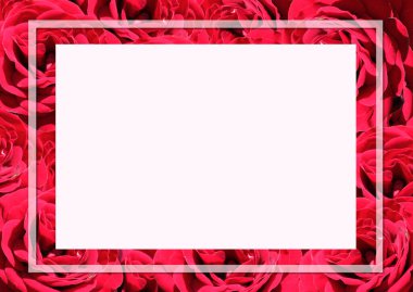 Rose.Rose frame.Red velvet roses in a bunch on a white background.Background abstract made of roses.Vermilion rose.