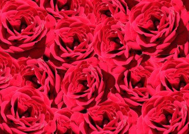 An aerial view of Full screen of red rose flowers for background or backdrop for celebrating concept. Collage of a set of scarlet rose buds. Bright passion flowers close-up top view