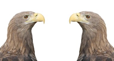 Adult White-tailed eagle portrait in profile. Isolated on White background. Scientific name: Haliaeetus albicilla, also known as the ern, erne, gray eagle, Eurasian sea eagle, white-tailed sea-eagle