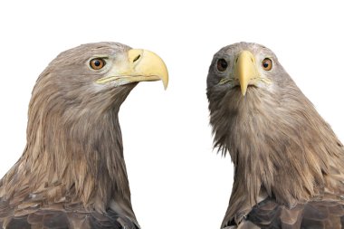 Adult White-tailed eagle portrait in profile. Isolated on White background. Scientific name: Haliaeetus albicilla, also known as the ern, erne, gray eagle, Eurasian sea eagle, white-tailed sea-eagle