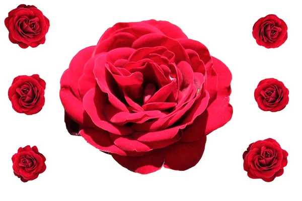 Beautiful bud of a lush red rose on a white background. Collage of a set of scarlet rose buds isolated without background for design. Bright passion flower closeup top view