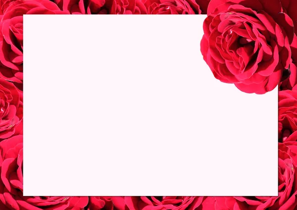 Rose.Rose frame.Red velvet roses in a bunch on a white background.Background abstract made of roses.Vermilion rose.
