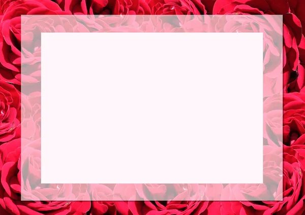 Rose.Rose frame.Red velvet roses in a bunch on a white background.Background abstract made of roses.Vermilion rose.