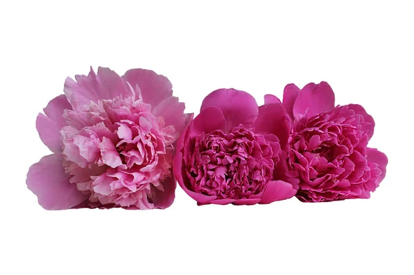 Pink buds of peonies flowers isolated on white background. Set of blooming lush peonies for design
