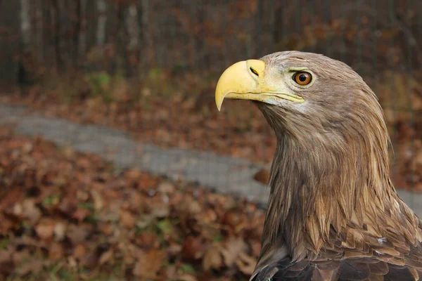 Adult White-tailed eagle portrait in profile in the wild Scientific name: Haliaeetus albicilla, also known as the ern, erne, gray eagle, Eurasian sea eagle, white-tailed sea-eagle close-up