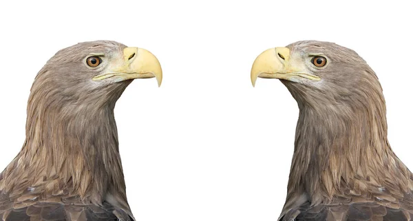 Adult White-tailed eagle portrait in profile. Isolated on White background. Scientific name: Haliaeetus albicilla, also known as the ern, erne, gray eagle, Eurasian sea eagle, white-tailed sea-eagle