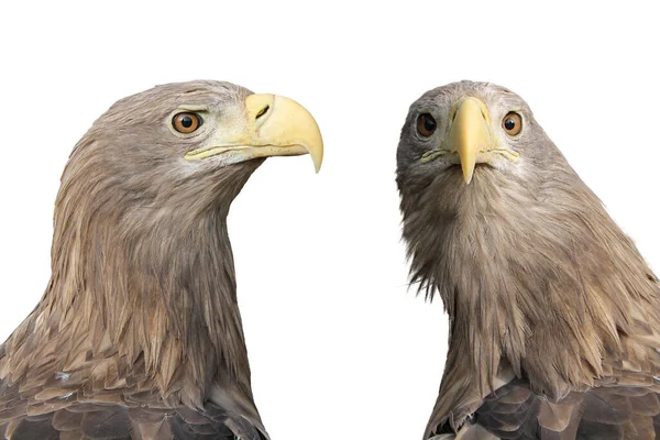 Adult White Tailed Eagle Portrait Profile Isolated White Background Scientific — Stok fotoğraf