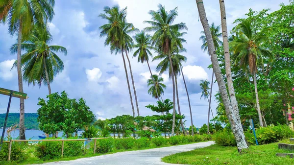 Sendero Peatonal Por Hermosa Playa Papua Con Cocoteros — Foto de Stock