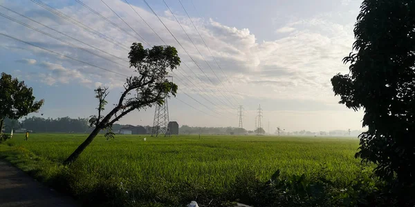 Bella Vista Dell Alba Nelle Risaie Verdi — Foto Stock