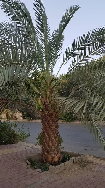 Palm Tree Park Ksa — Photo