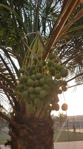 Bunch Dates Still Green — Fotografia de Stock