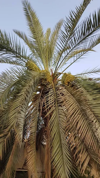 Uitzicht Palmbomen Tropische Flora — Stockfoto