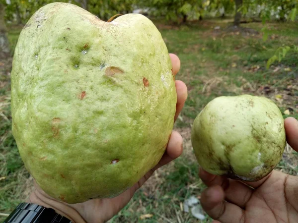 Comparison of giant crystal guava and normal size crystal guava