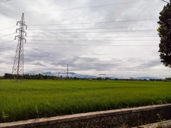 Green Rice Fields Gray Overcast Skies Electricity Poles — Foto Stock
