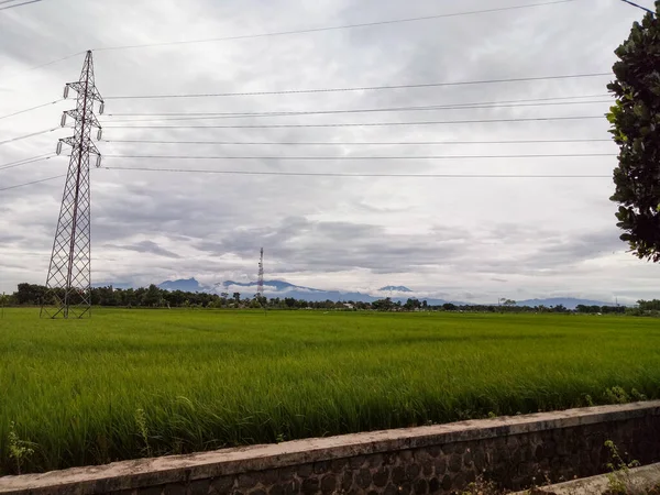 Green rice fields, gray overcast skies and electricity poles.
