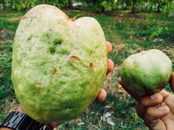 Comparison of giant crystal guava and normal size crystal guava