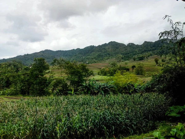 Beautiful mountain view with green trees and cornfield