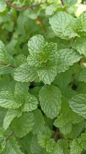 Green and fresh strawberry plant leaves