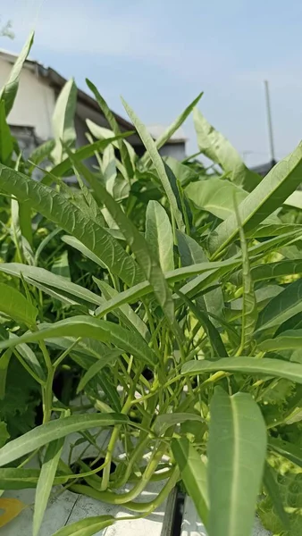 Green and fresh water spinach are ready to be harvested