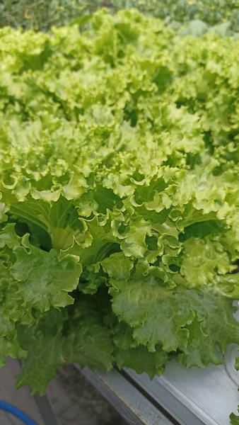 Fresh green lettuce leaves ready to harvest