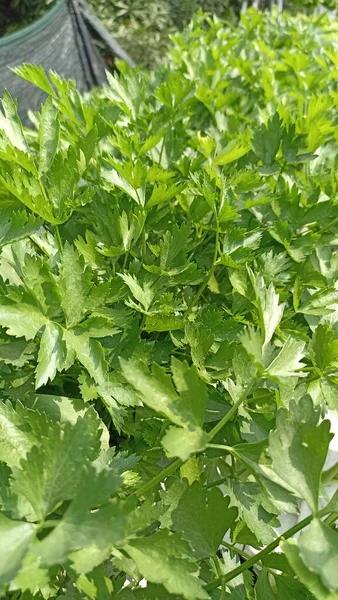Fresh green kenikir leaves are ready to harvest