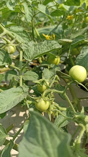 Tomato tree that has fruited but is still green