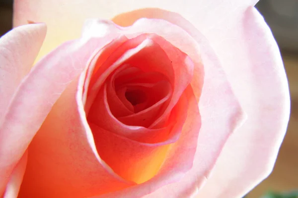 Nahaufnahme Einer Schönen Rosa Rose — Stockfoto