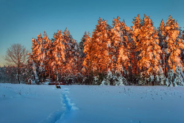 Paisaje Invernal Con Perro Primer Plano — Foto de Stock