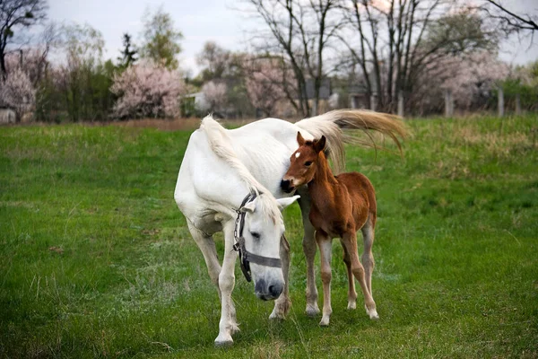 Mère Bébé Cheval Équin Câlin — Photo