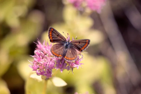 Mariposa Recogiendo Polen Sus Patas — Foto de Stock