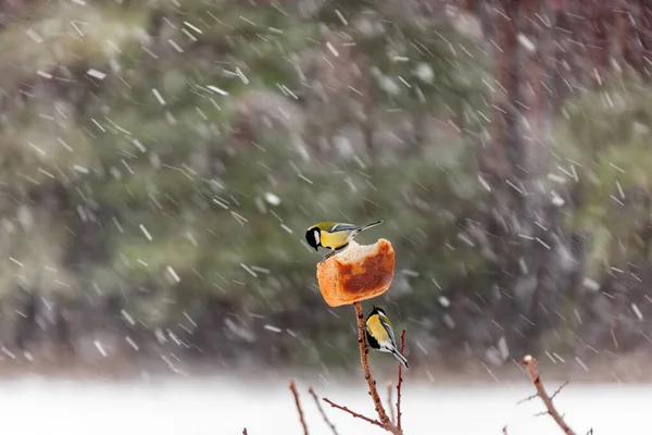 Two Chickadees Pecking Bread Tree Branch — Stock Photo, Image