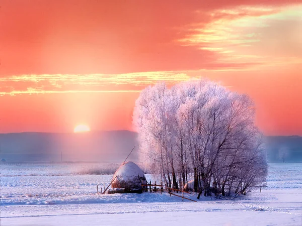 Прекрасный Рассвет Морозным Утром Зимой Инеем Деревьях — стоковое фото