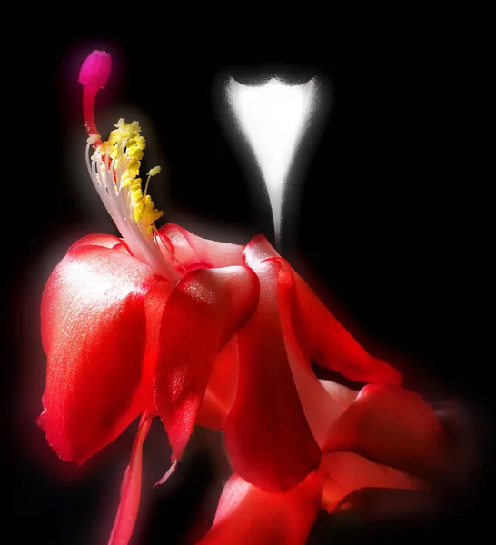 Beautiful pink flower on the background of a nude female figure.