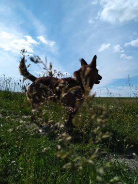 Yeşil çimlerde sevimli bir köpek