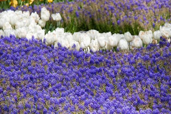 Blühende Schöne Bunte Natürliche Blumen Als Floraler Hintergrund — Stockfoto