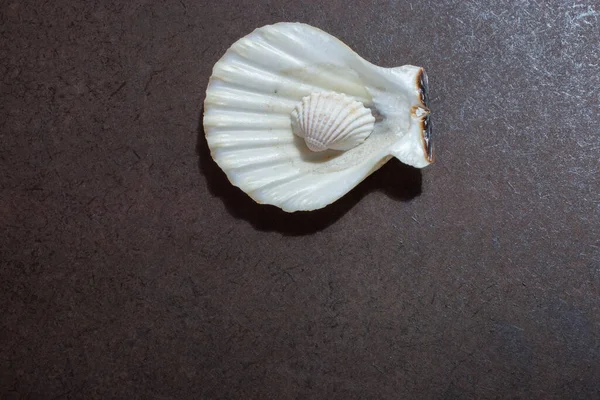 Concha Natural Textura Macro Seashells Textura Fundo — Fotografia de Stock