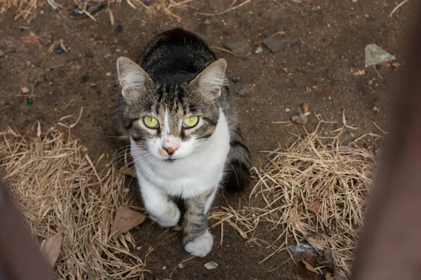 Evcil Bir Hayvan Gibi Güzel Bir Kedinin Portresi — Stok fotoğraf