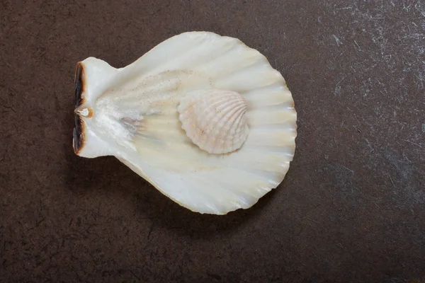 Concha Natural Textura Macro Seashells Textura Fundo — Fotografia de Stock