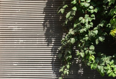 Çiçeksel bitki arkaplan dokusu olarak yapraklar