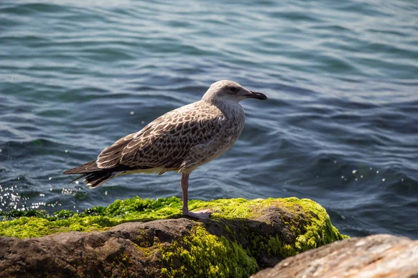 海のそばの緑の苔生した岩の上に立つカモメ — ストック写真