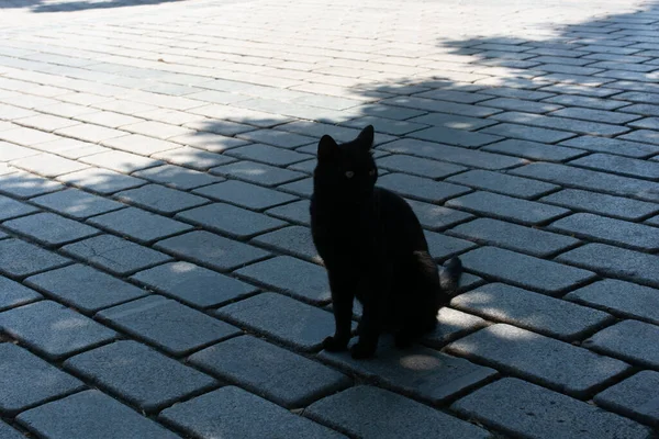 Retrato Cerca Gato Encantador Como Animal Doméstico Vista — Foto de Stock