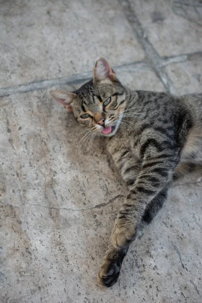 Close Retrato Lindo Gato Como Animal Doméstico Vista — Fotografia de Stock