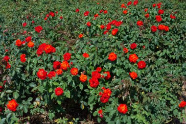 Çiçek arkaplanı gibi güzel, renkli doğal çiçekler.