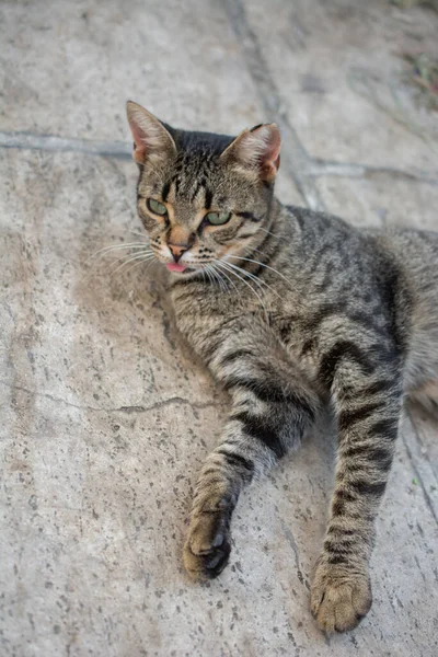 Retrato Cerca Gato Encantador Como Animal Doméstico Vista —  Fotos de Stock