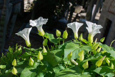 Çiçek arkaplanı gibi güzel, renkli doğal çiçekler.