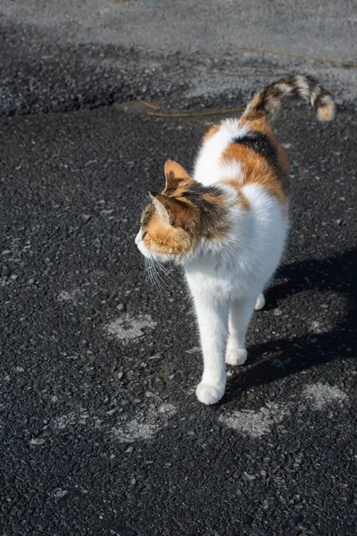 Retrato Gato Lindo Como Animal Doméstico Vista — Fotografia de Stock